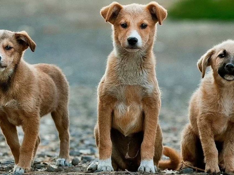 Preparan esterilización masiva de perros en Sahuayo