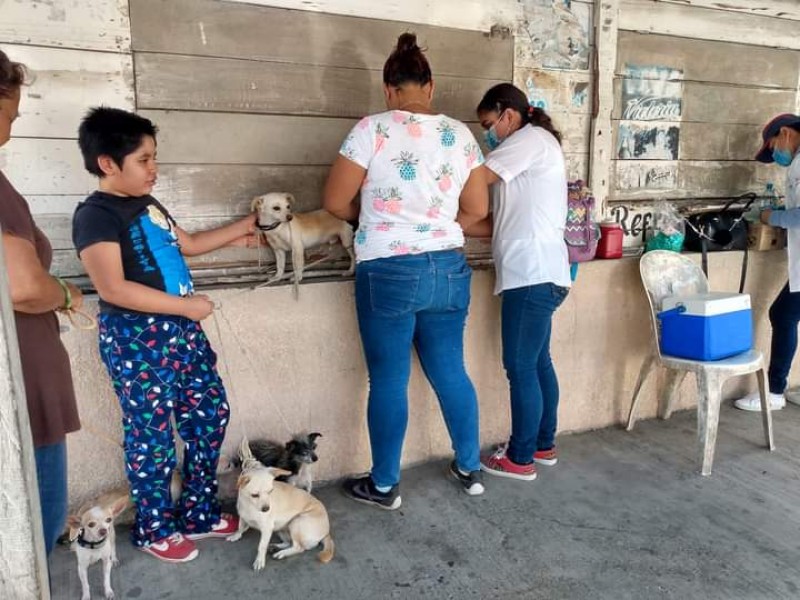 Preparan Jornada de vacunación antirrábica en Tuxpan