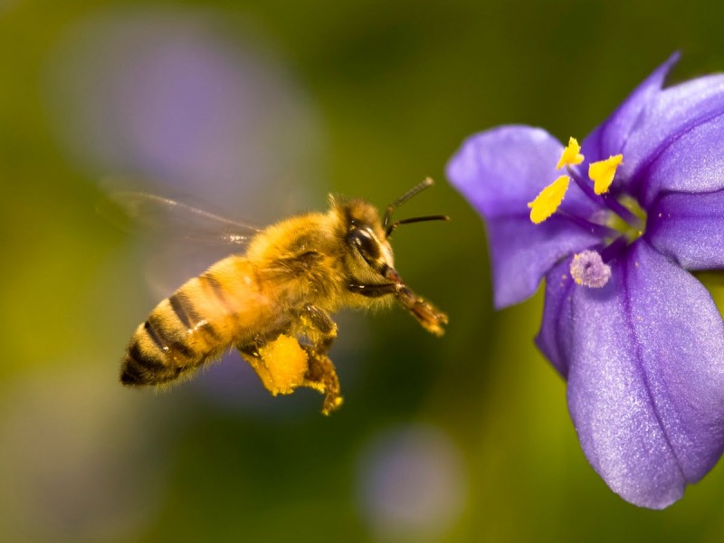 Preparan ley para la protección de la abeja