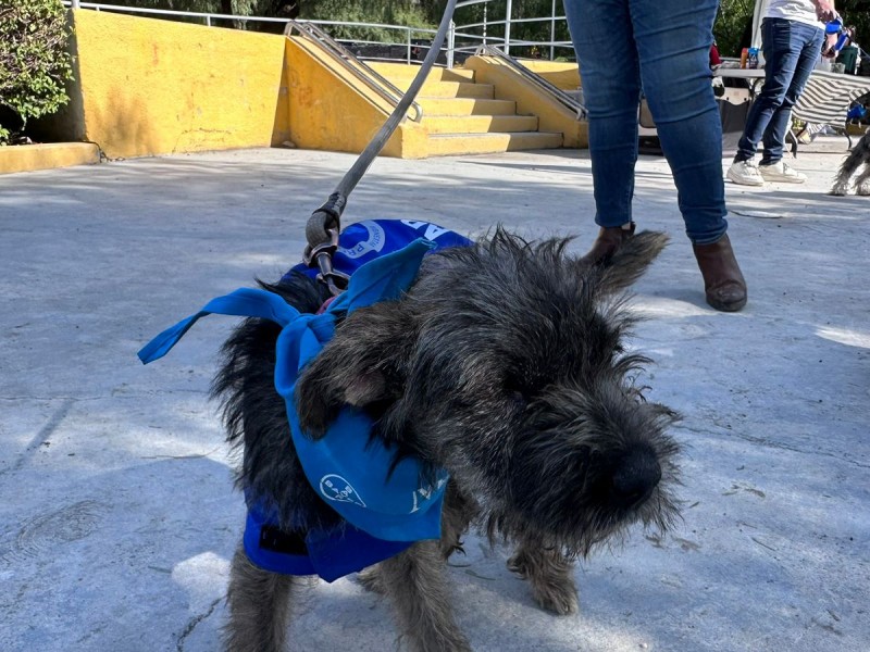 Preparan nuevo reglamento de bienestar animal en la capital