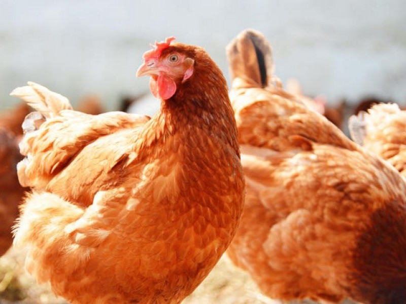 Preparan operativo para prevenir gripe aviar en Jalisco
