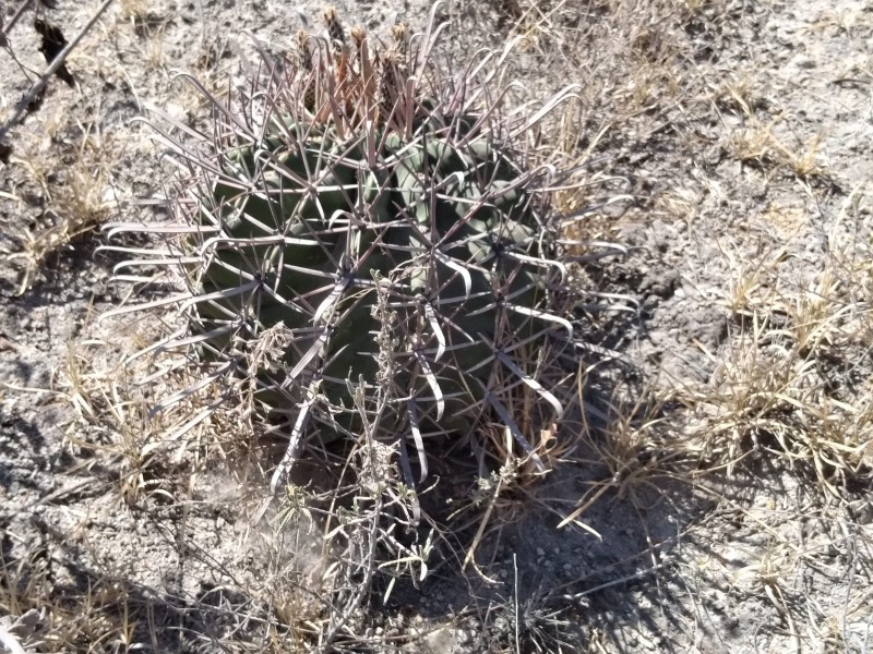 Preparan operativos contra venta de plantas endémicas