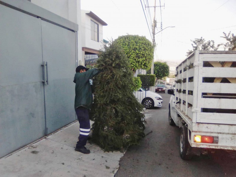 Preparan recolección  de arbolitos en Corregidora