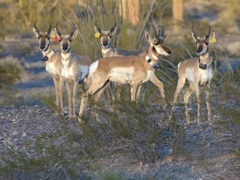 Preparan reintroducción de berrendo sonorense en El Pinacate