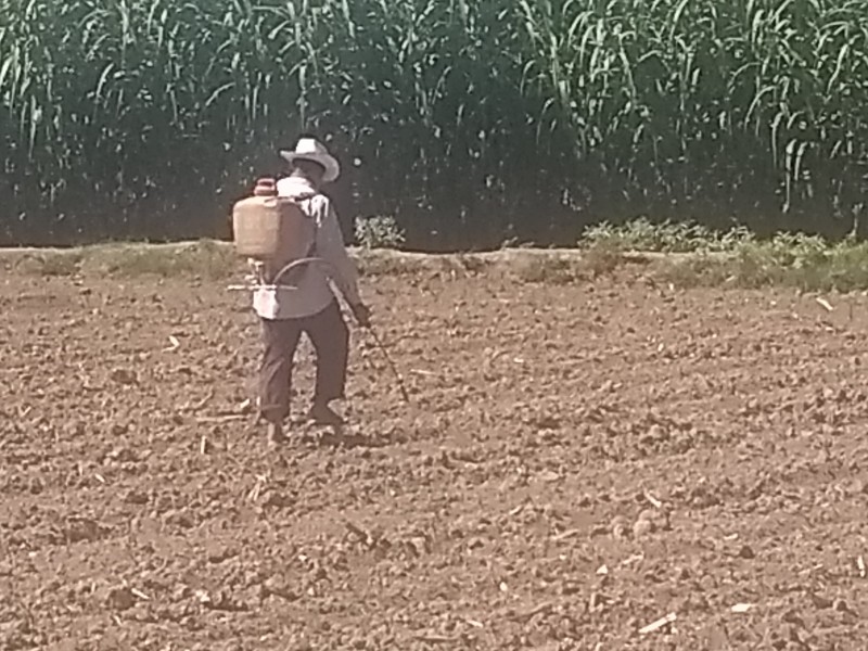 Preparan siembra de flor de muerto