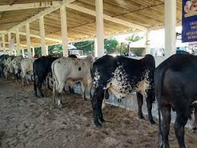 Preparan tianguis ganadero en Juchitán