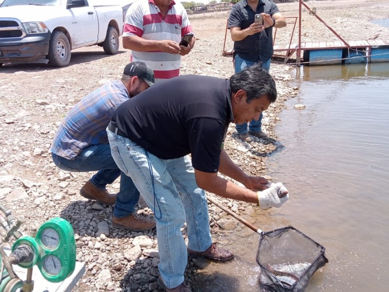 Presa del Oviachic: liberan tilapias para su reproducción