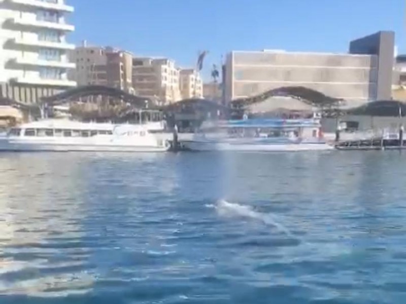 Presencia de ballenas en la marina es normal:Conanp