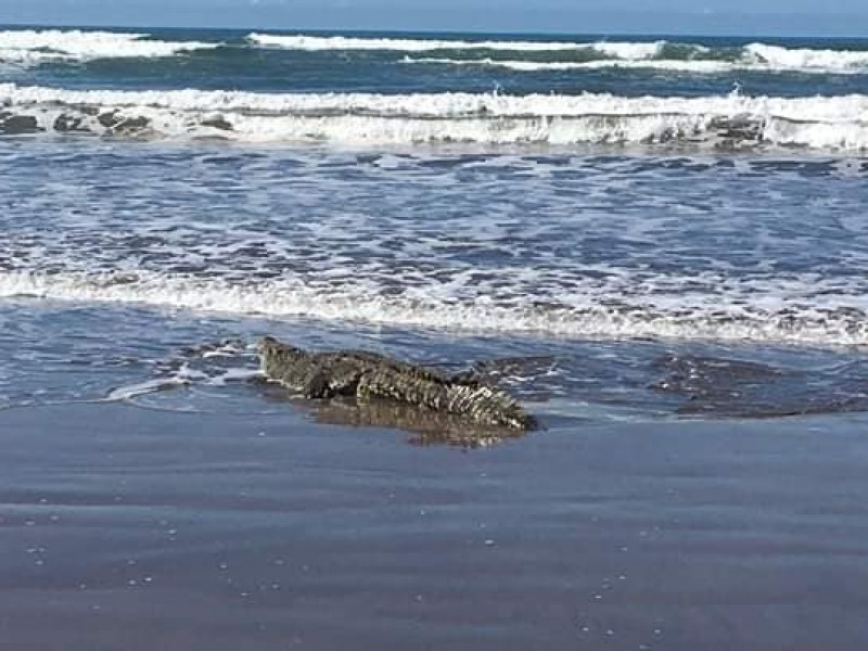 Presencia de cocodrilos en playas del sur de México