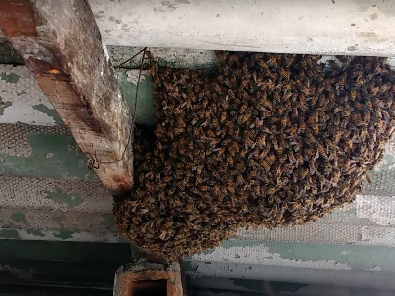 Presencia de enjambres de abejas por temporada de calor