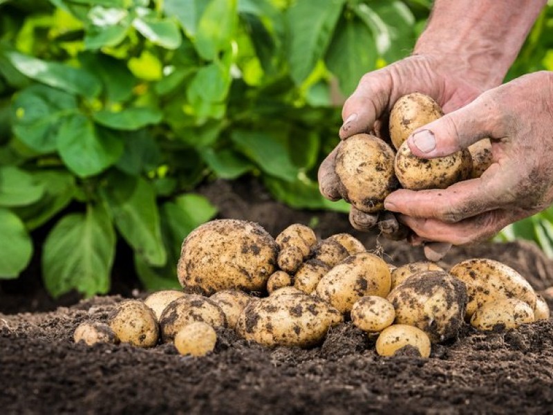 Presencia de hongos pudiera mermar producción de papa