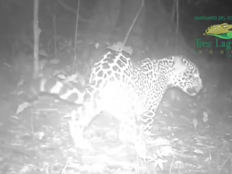 Presencia de jaguares en Selva Lacandona confirma recuperación de especie