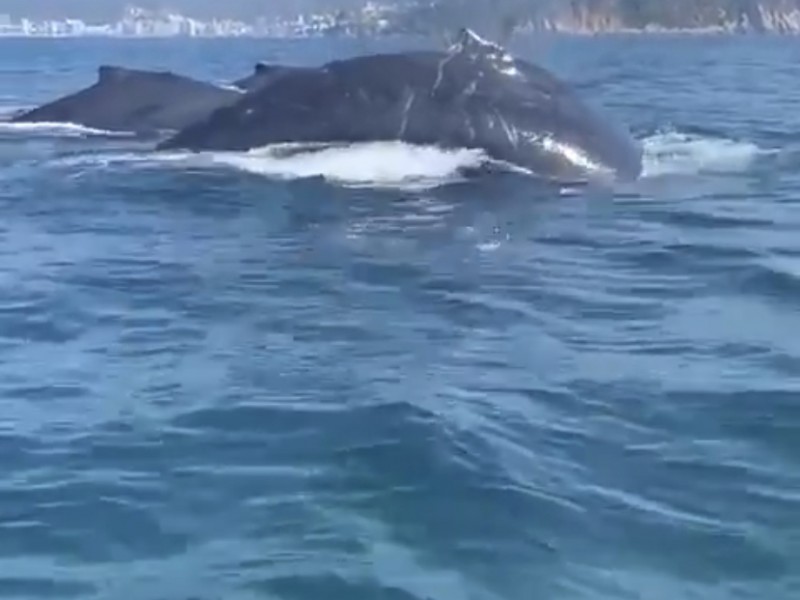 Presencia de madres y crías incrementó esta temporada de ballenas