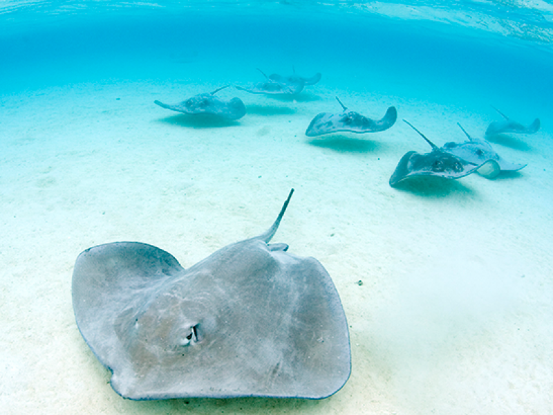 Presencia de rayas y mantarrayas en La Paz