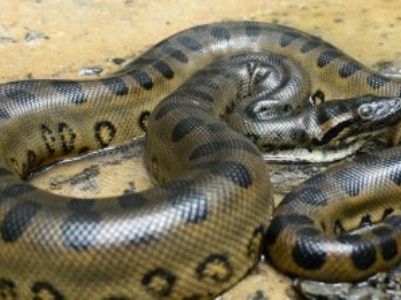 Presencia de víboras puede ser por cambio de clima Presencia de víboras puede ser por cambio de clima