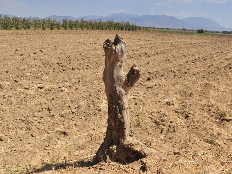 Presentan 132 municipios sequía y 193 estiaje en Oaxaca: CONAGUA