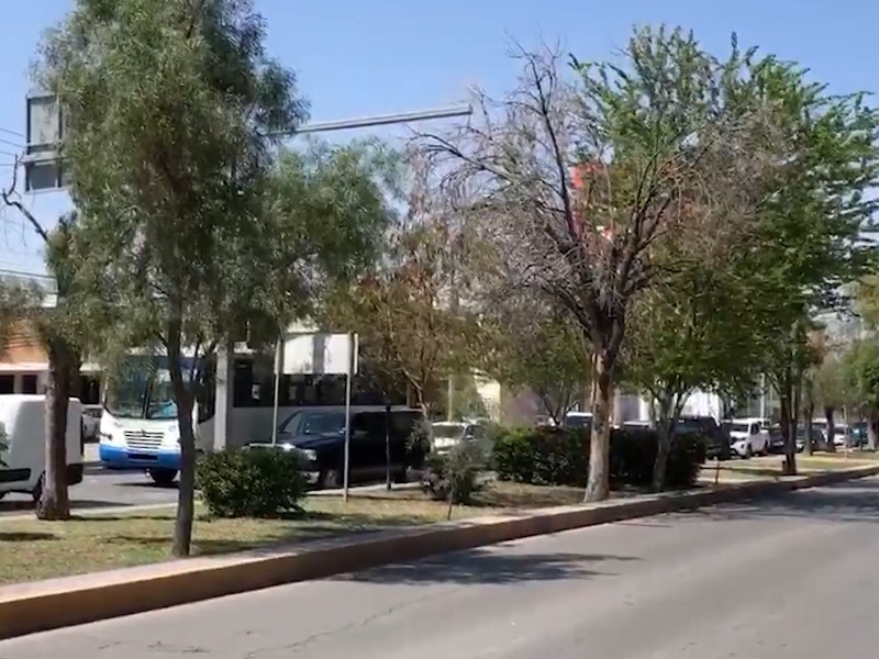 Presentan amparo para frenar tala masiva de árboles en Torreón