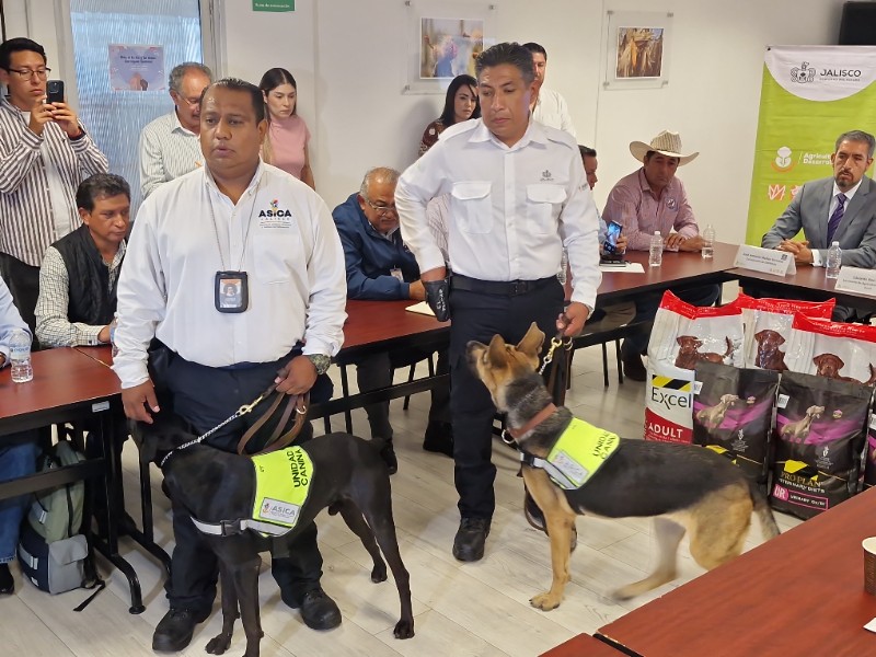 Presentan cannes para detectar gusano barrenador de ganado