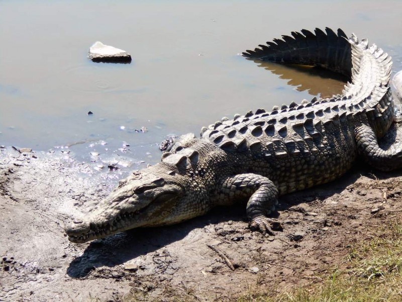 Presentan dificultades para atrapar a cocodrilo en playa Las Islitas