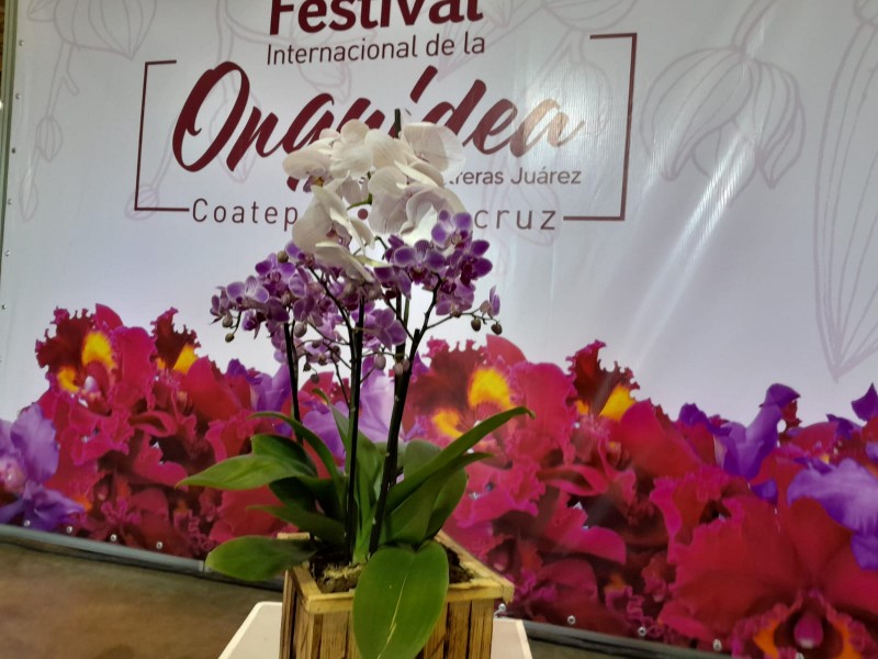 Presentan Festival Internacional de la Orquídea 2024 en Coatepec