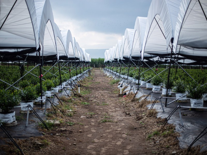 Presentan programa de créditos para productores de berries