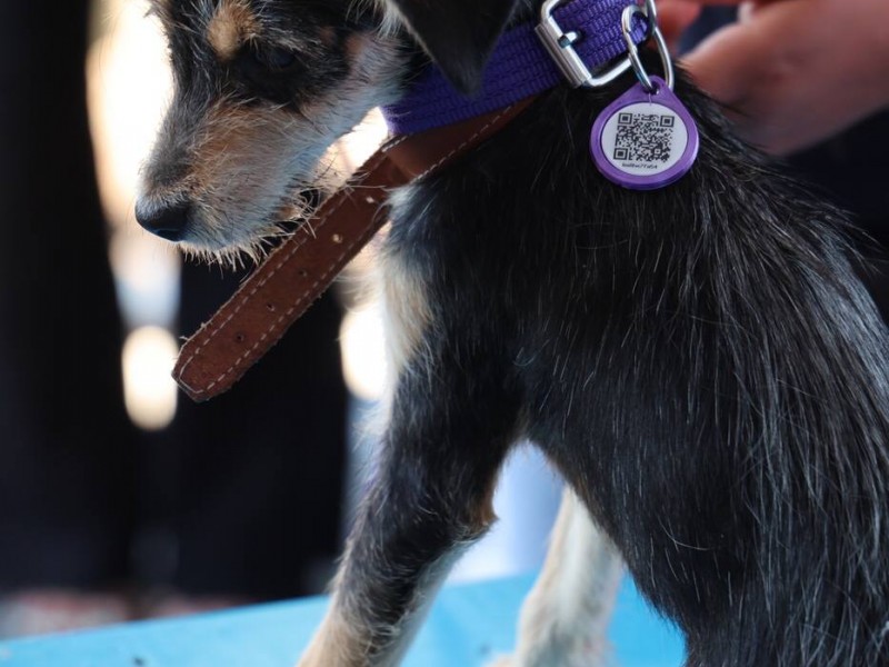 Presentan proyecto Juskas para protección y bienestar de animales