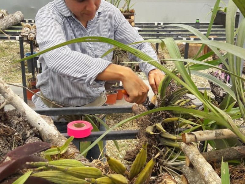 Preservan orquídeas amenazadas por destrucción de hábitat.