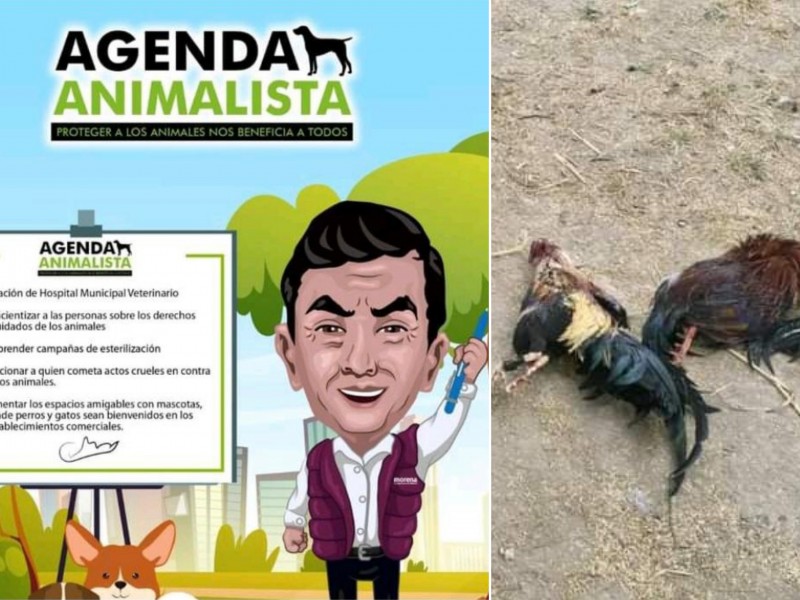 Presidente incumple su palabra respecto a Agenda Animalista