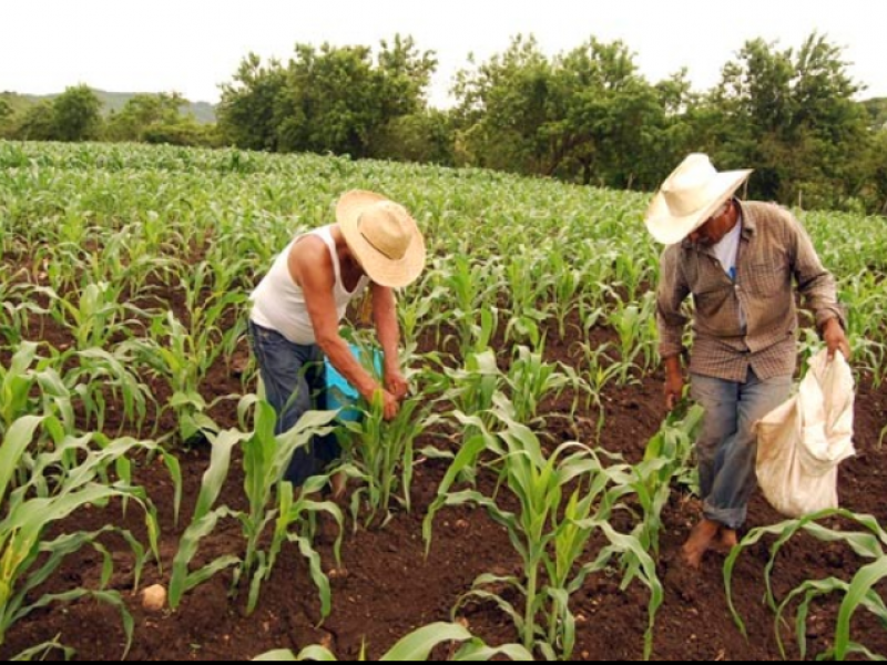 Presupuesto 2020, golpe al campo michoacano