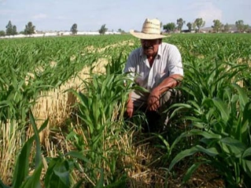 Presupuesto para 2020 en el campo será positivo:Senador