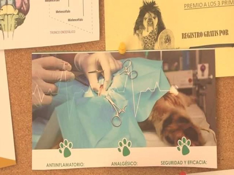 Pretende esterilizar 300 mascotas el centro de atención canina