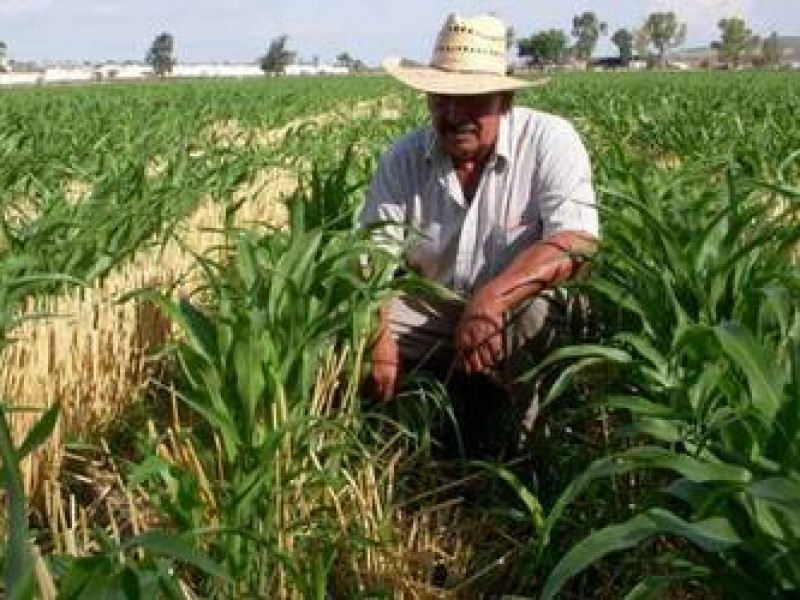 Prevalece desigualdad en el campo chiapaneco