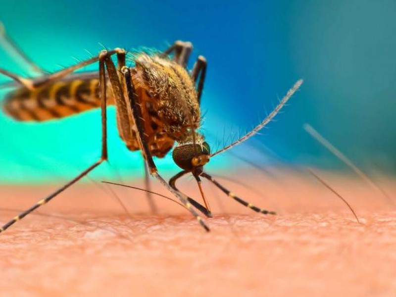 Prevalecen casos de dengue en Veracruz