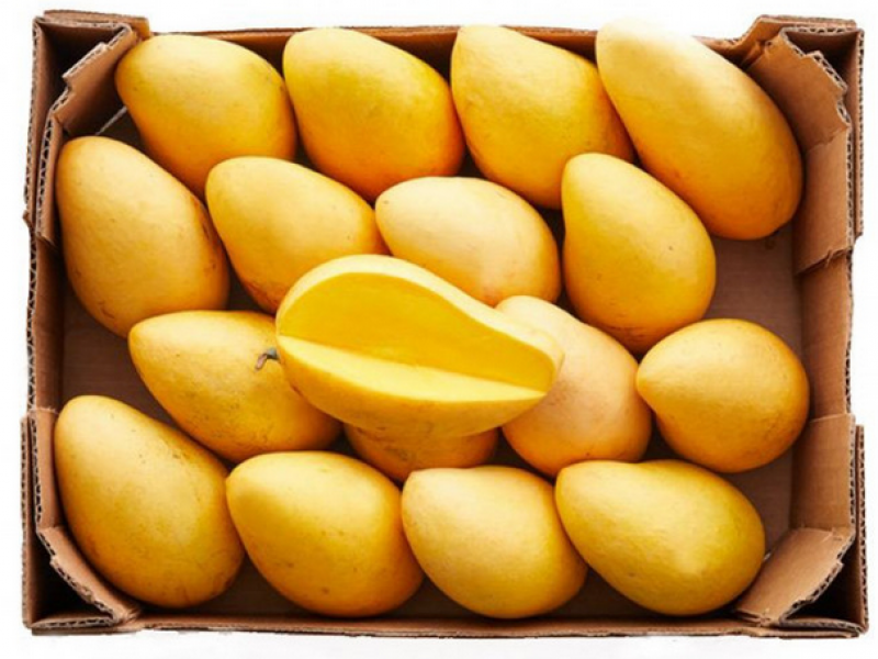 Prevén 20% de disminución de mango Ataulfo