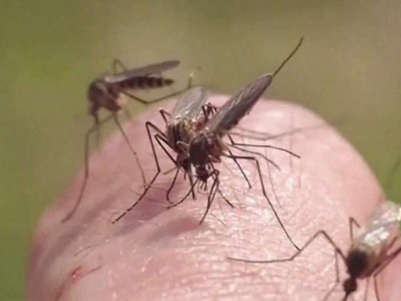 Prevén en Oaxaca escenario complicado por dengue; van dos decesos