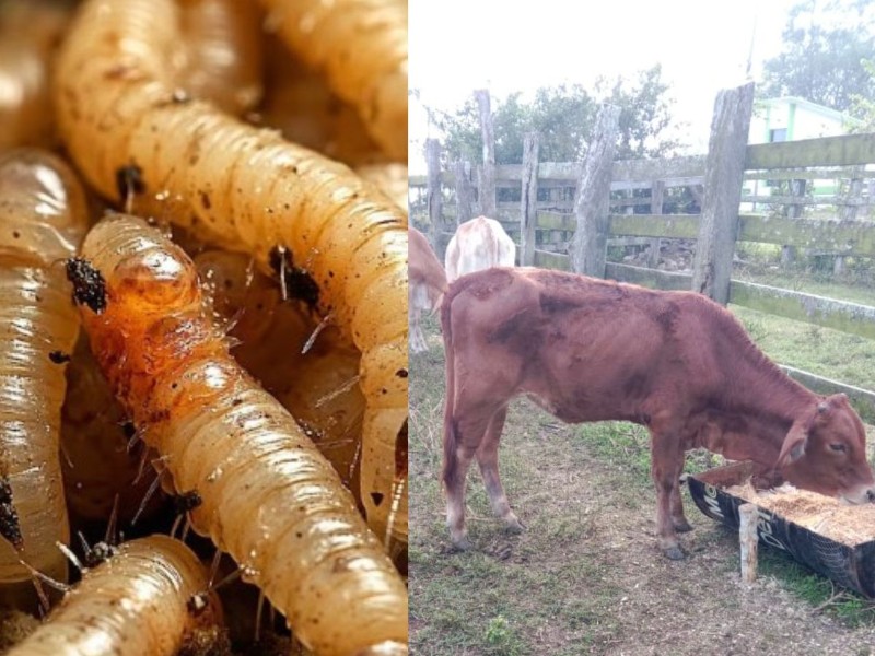 Prevén impacto ganadero por brote de gusano barrenador.