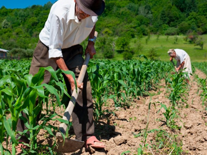 Prevén incrementar precios en productos del campo por recortes federales