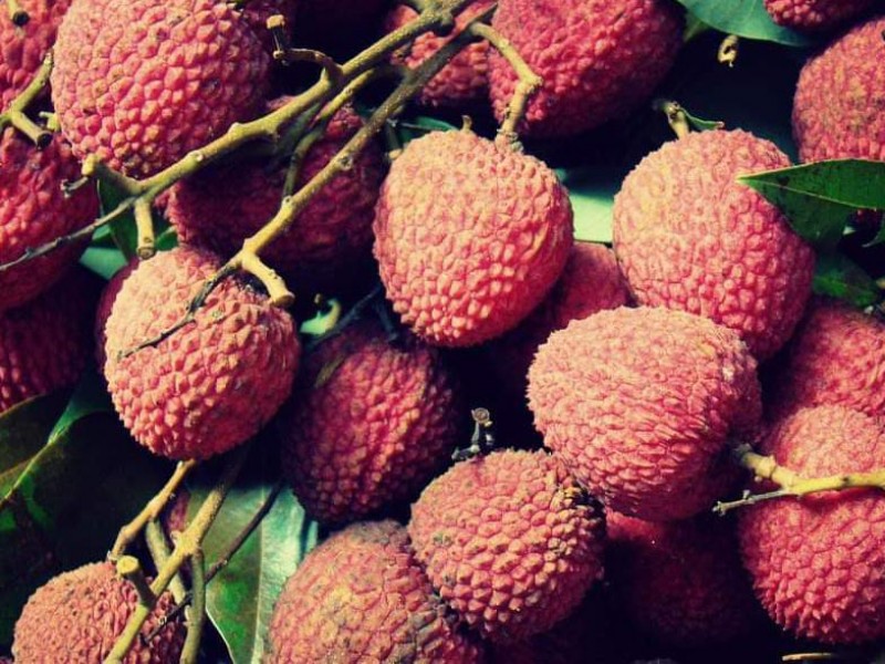 Prevén incremento en el precio del Litchi para esta temporada