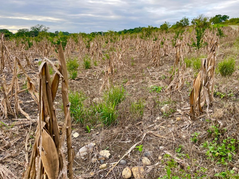 Prevén severa crisis por falta de lluvias