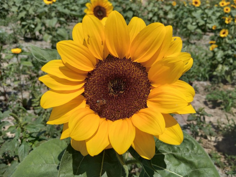 Prevén siembra de 5 mil girasoles para 10 de mayo