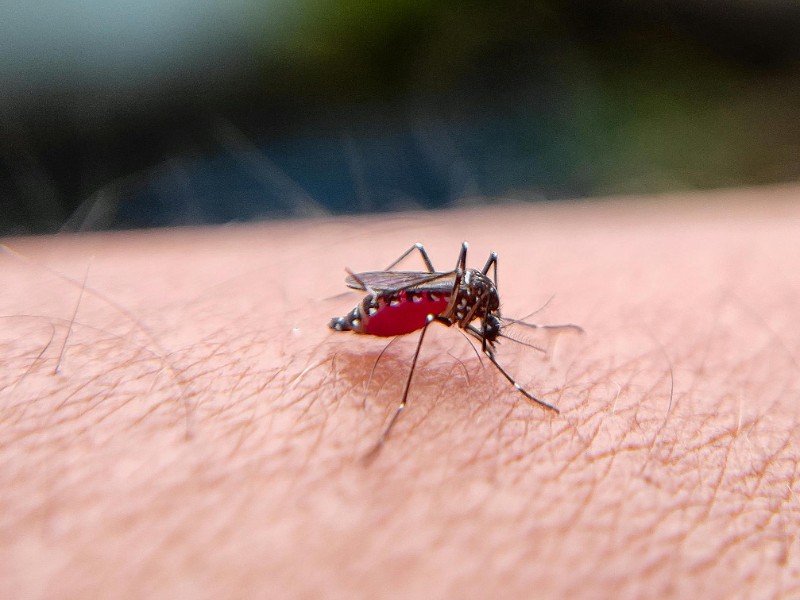 Prevención y cuidado para el Dengue en Zamora