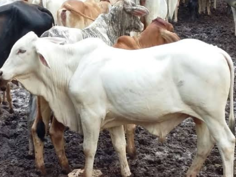 Previenen rabia paralitica bovina en Tuxpan