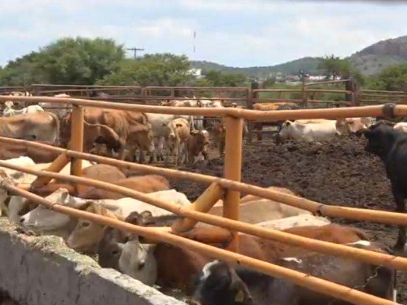 Prevén reactivar exportación de ganado de Durango el próximo año