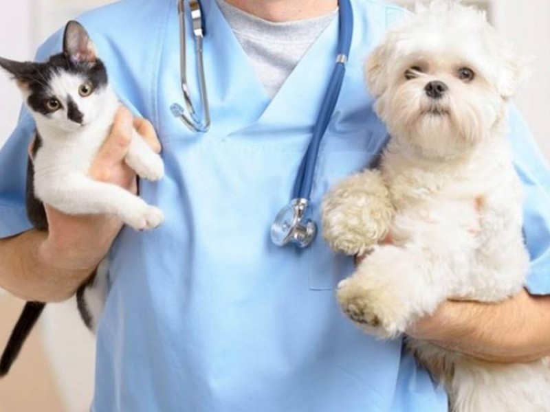 Primer campaña gratuita de esterilización felina y canina