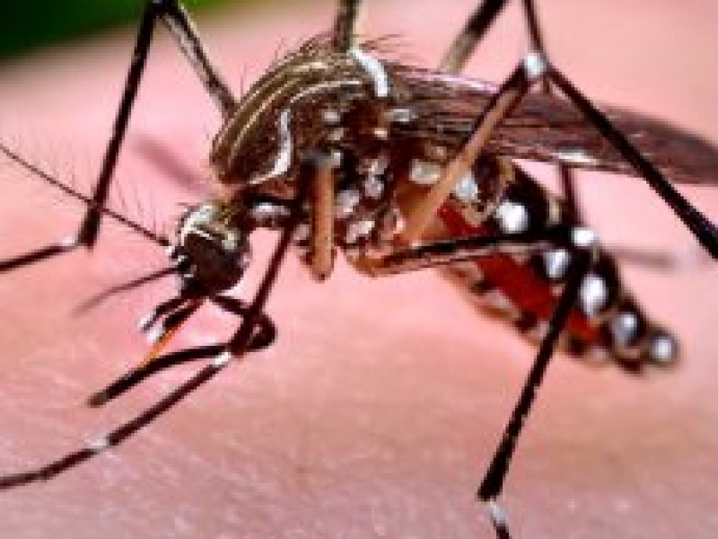 Primer caso de chikungunya pone en alerta autoridades de salud