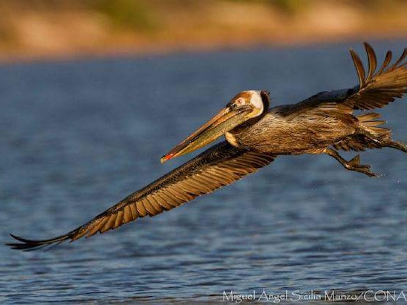 Primer festival de aves en Chiapas