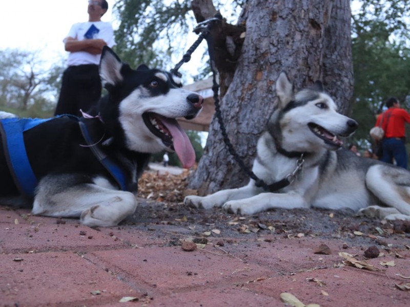 Primera carrera Mushing en Colima