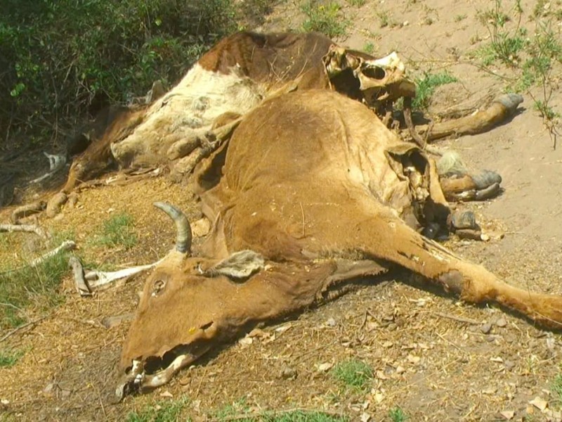 Primeras lluvias dan respiro a ganaderos de Mocorito