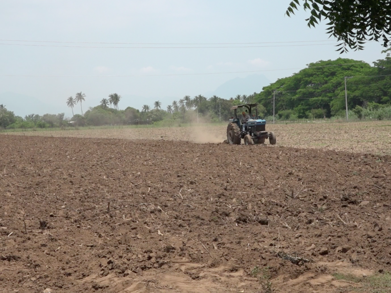 Primeras lluvias del año favorecen al campo istmeño