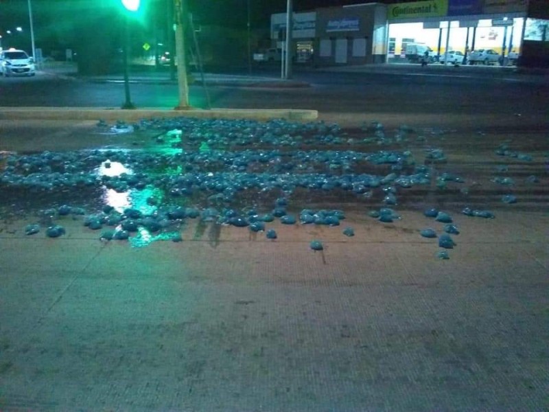 Primeros derrames de aguamala en las calles de Guaymas